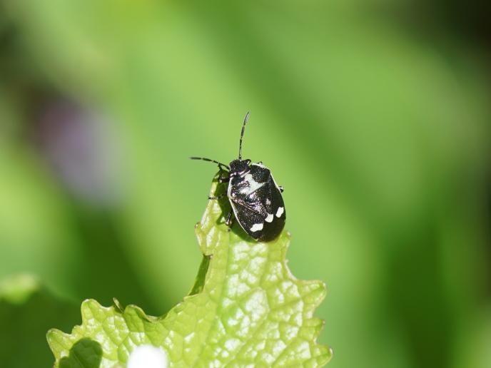 Cover image of A is for aphid, B is for beetle: the order pests arrive makes a big difference to crops