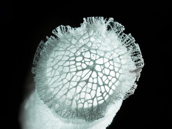 Cover image of Is a deep-sea sponge inspiring the design of future mechanical structures?