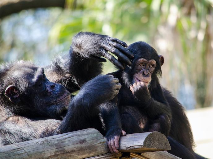 Cover image of What chimps can teach us about social bonding