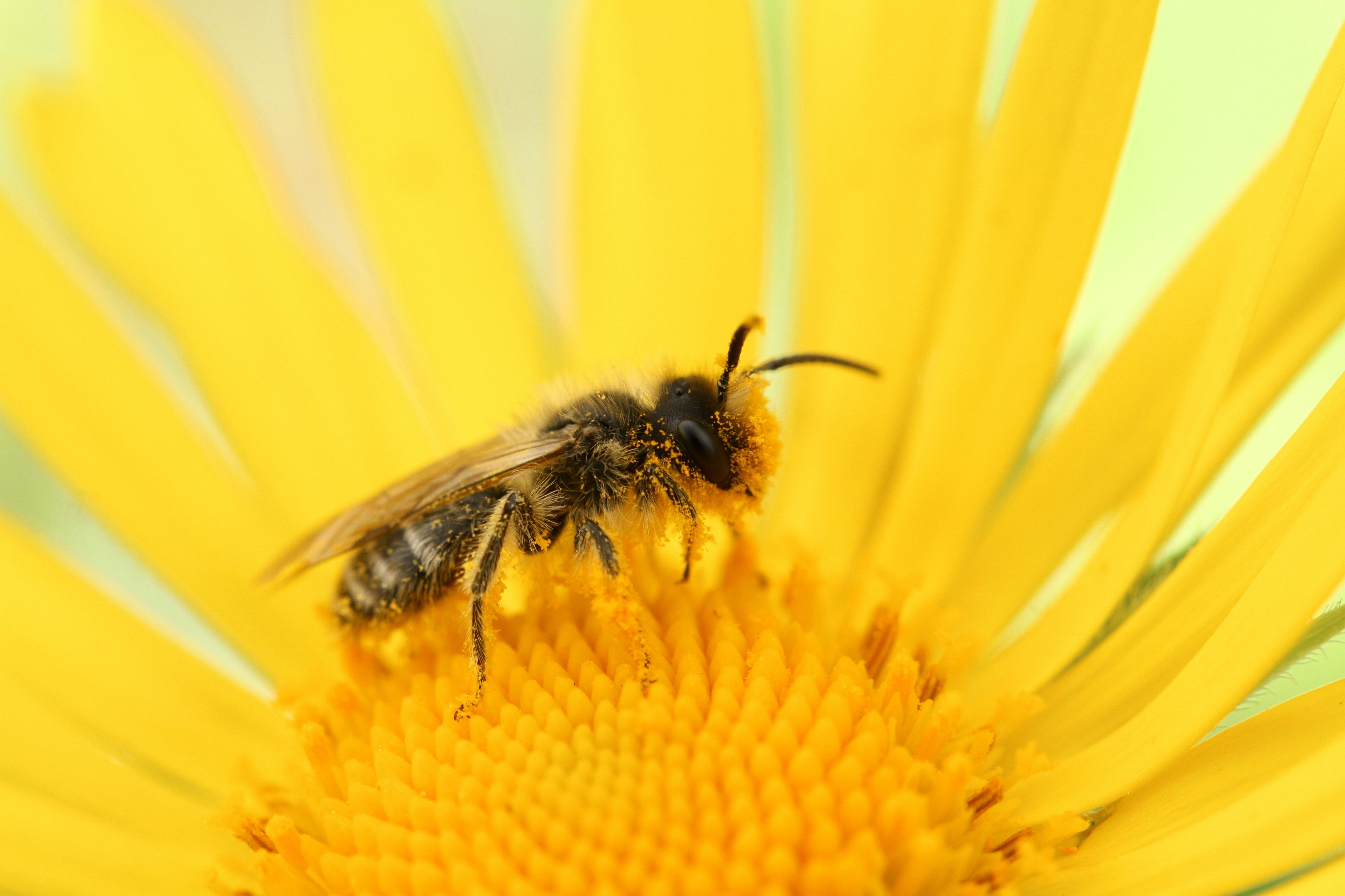 Cover image of How does it feel to be a bee? The quest to understand animal sentience