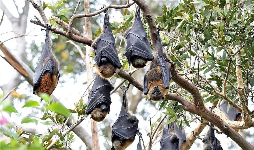 Cover image of Five things you need to know about bats, disease and coronavirus