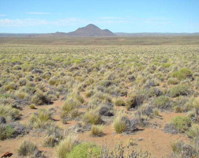 Cover image of Climate change could lead to dramatic shifts in dryland ecosystems