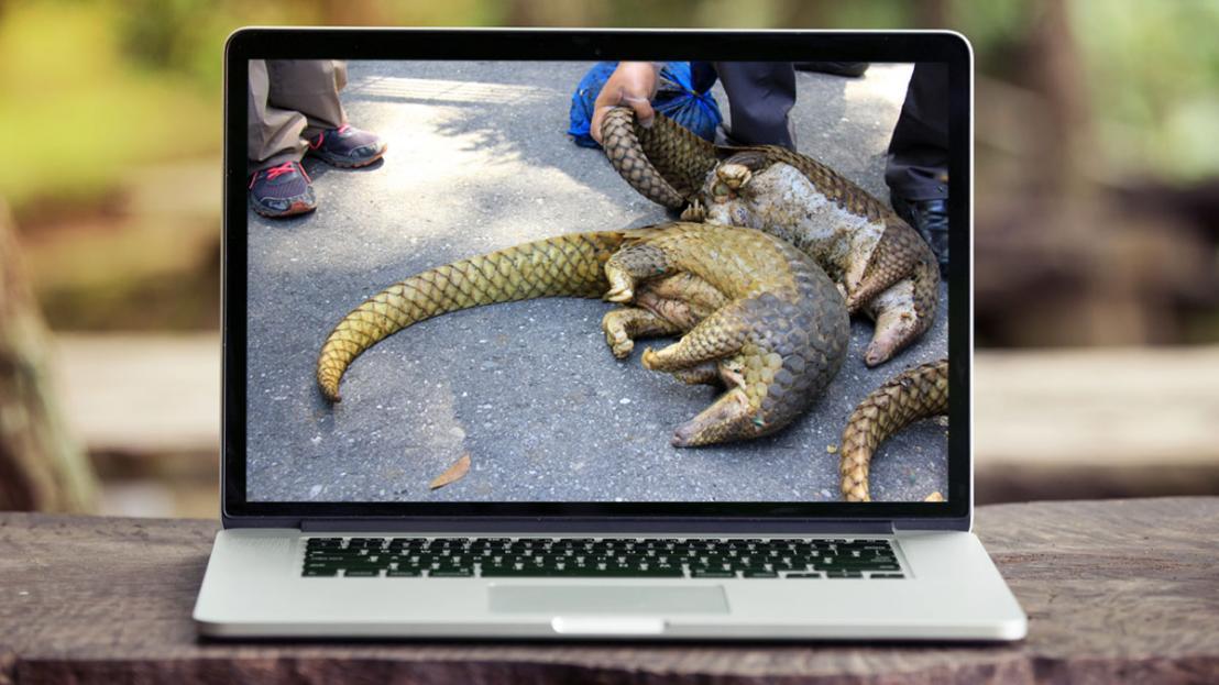Cover image of New digital tools to track illegal wildlife trade online