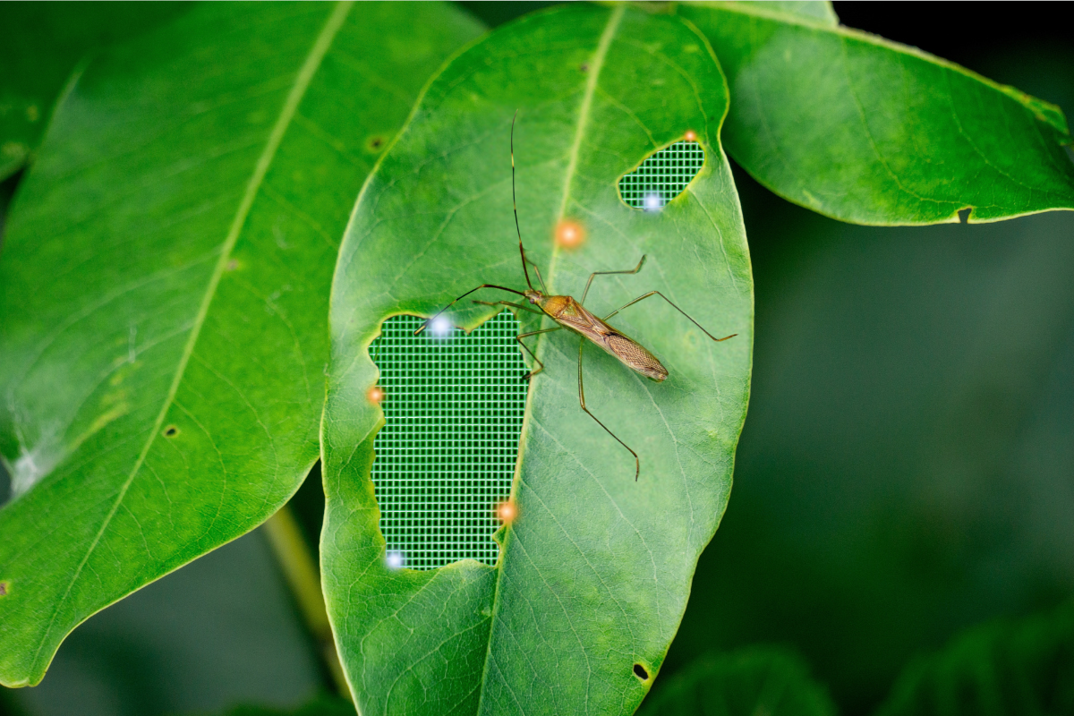 How plants defend themselves
