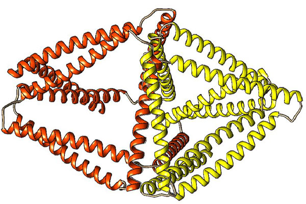 The_shape_of_proteins_towards_a_new_class_of_molecular_machines_0.jpg