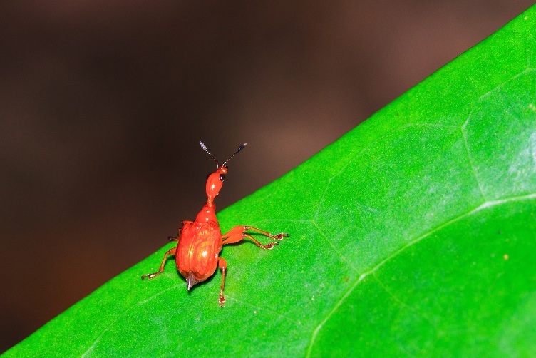 Beetles-sat-nav.jpg