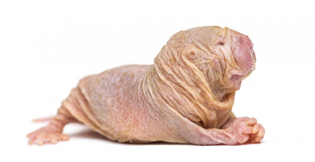 Naked mole rat - METAMOLE - GettyImages-1217828916_0.jpg