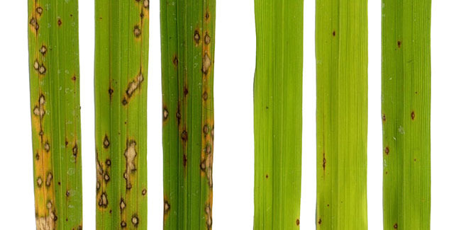 Rice-leaves-infected-with-Magnaporthe-oryzae---image3.jpg