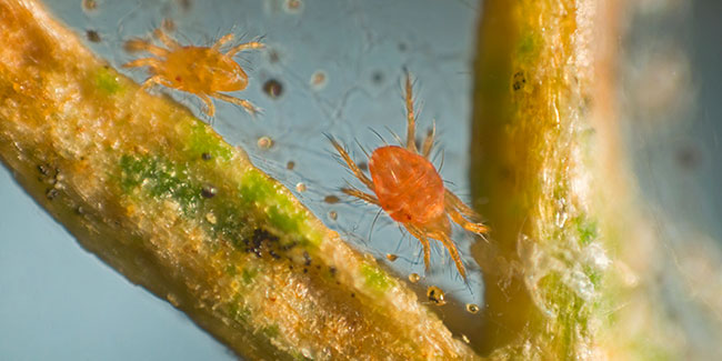 Spider_mite_Tetranychus_urticae.jpg