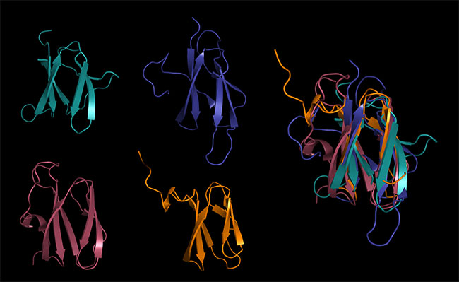 Structure-of-Magnaporthe-oryzae-MAX-effectors---image2.jpg