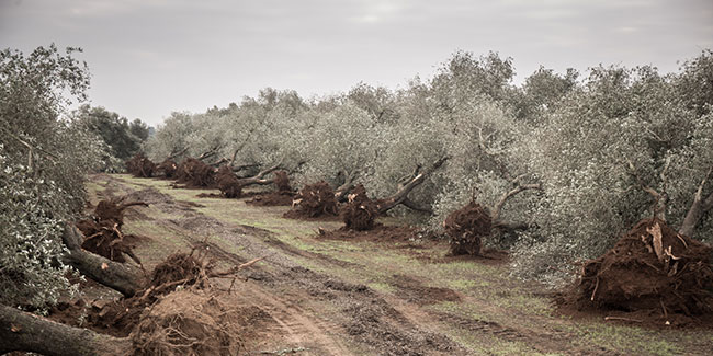 Xylella