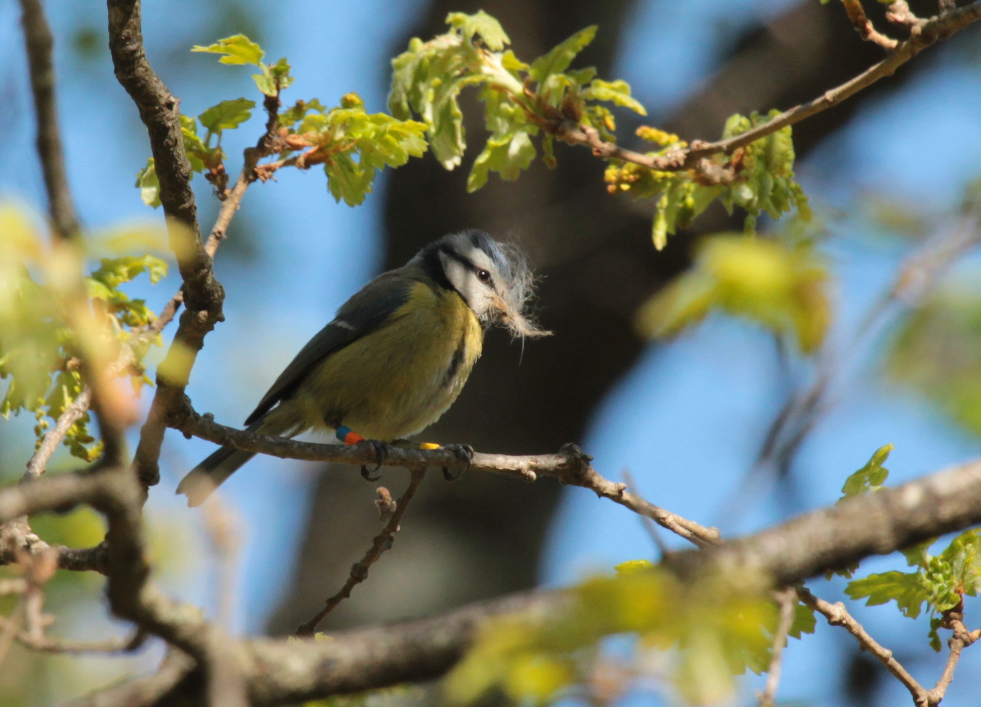 Cover image of Blue tits provide climate change clues