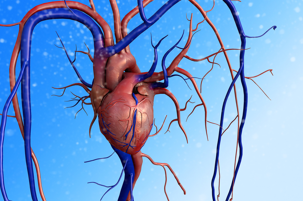 Cover image of From basic research to clinical medicine: stimulating the natural growth of heart blood vessels