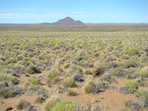 Cover image of Climate change could lead to dramatic shifts in dryland ecosystems