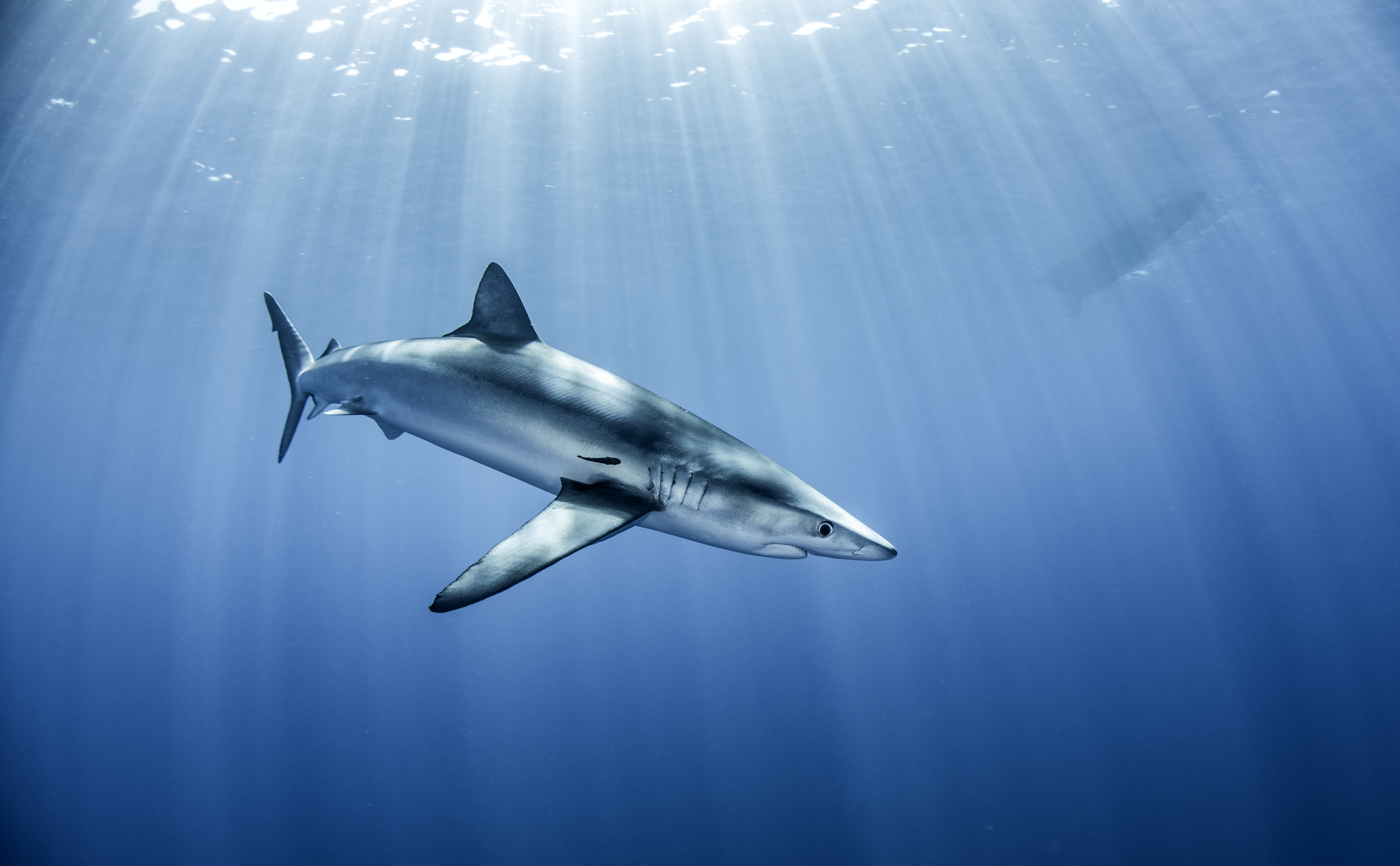 Tracking the Secret Lives of Great White Sharks