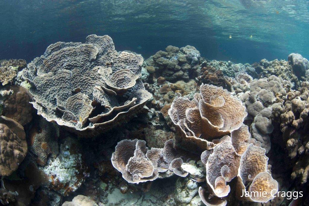 Cover image of Helping corals resist climate change Cover image of Helping corals resist climate change
