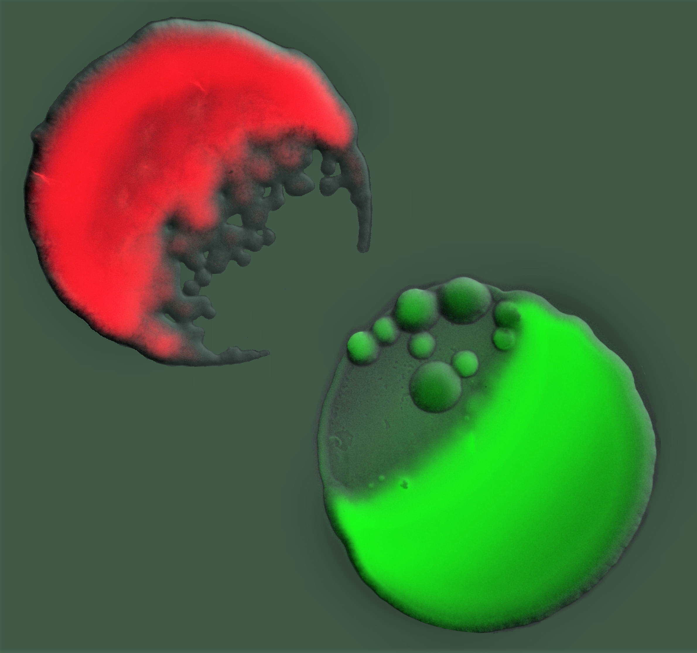 Bacterial wars  ERC