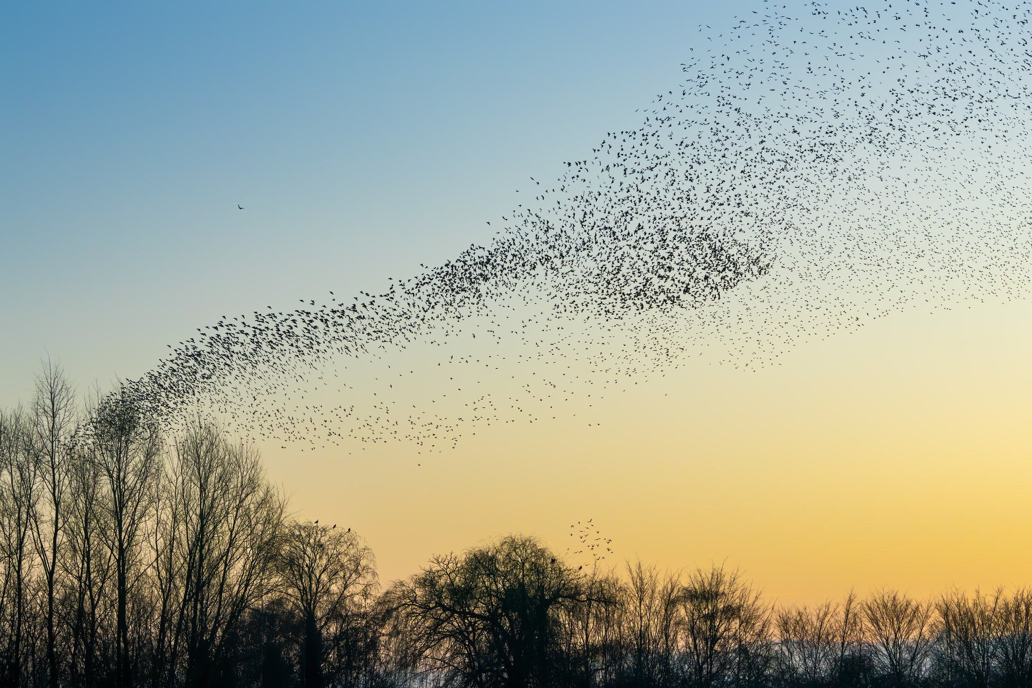 Cover image of How do birds navigate?