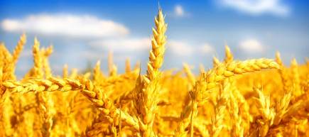 Cover image of Getting to the roots of better crops Cover image of Getting to the roots of better crops