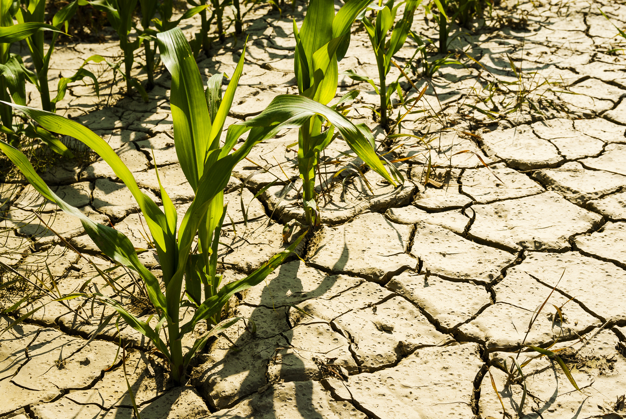 Cover image of How do you make plants drought-resistant without stunting growth?