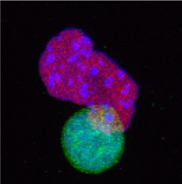 Cover image of An international career to push the frontiers of epigenetics Cover image of An international career to push the frontiers of epigenetics