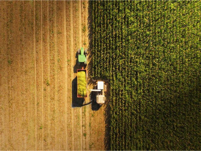 Cover image of New app tells farmers how much fertiliser their crops need