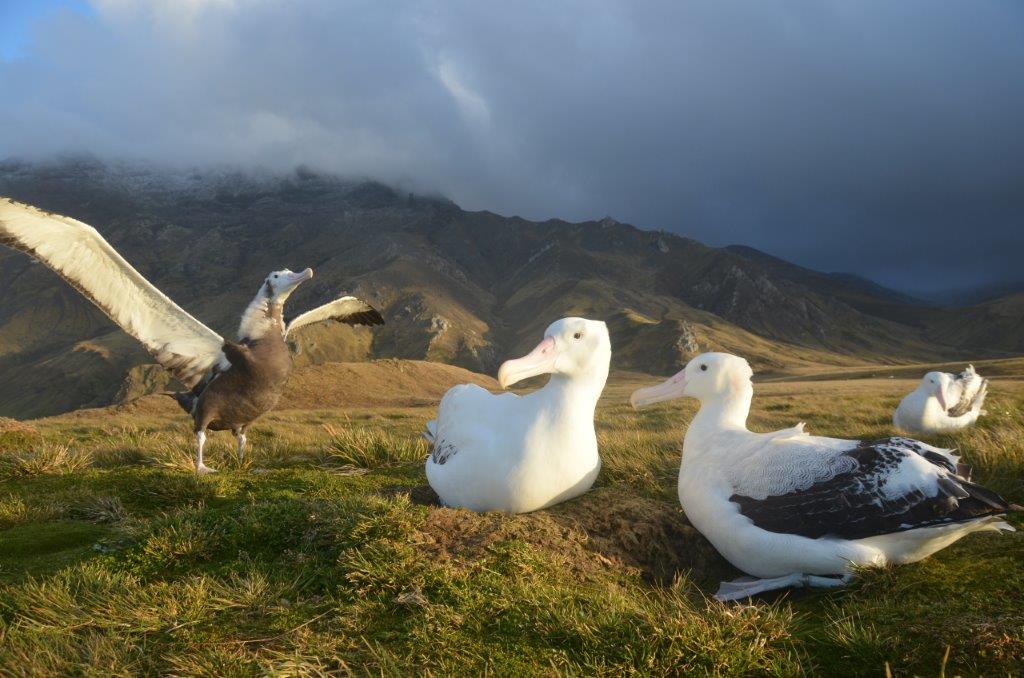 Cover image of Enlisting albatrosses to fight illegal fishing