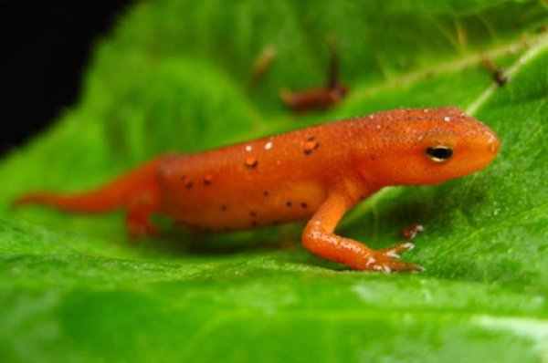 Cover image of Salamanders: unearthing the mystery of limb regeneration