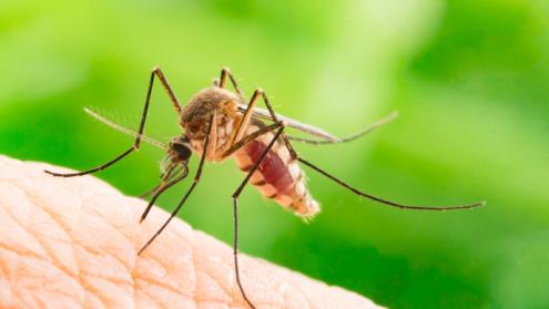 Cover image of A new approach to stopping malaria