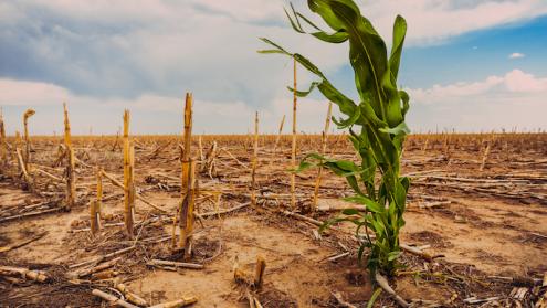 Cover image of Creating a new generation of climate-resilient crops