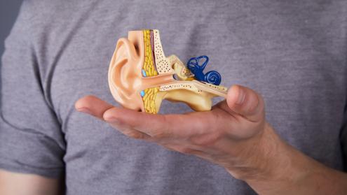 From hair cells to hearing loss