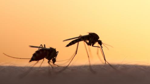 Using drones to help spread sterile mosquitoes