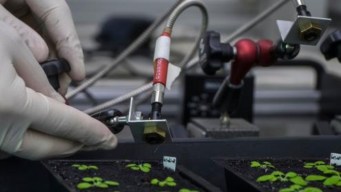 How plants ‘remember’ heat stress to develop tolerance