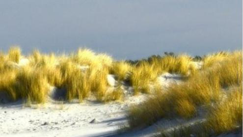 Dunes
