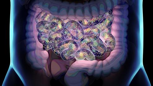 Organ-on-a-chip yields insights into gut permeability