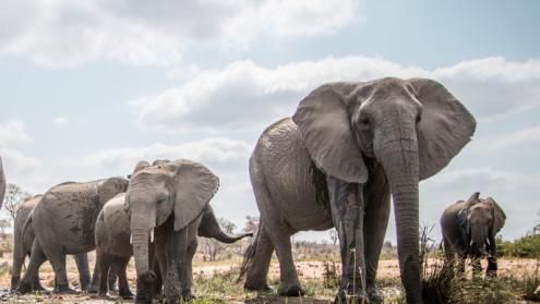 Understanding bone adaptation in heavy animals