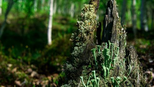 Turning plants into next-generation materials