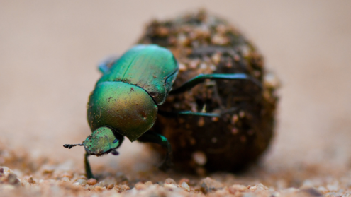 How beetles decode nature’s signals