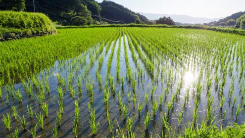 How rice and millet farming impacted prehistoric Japan