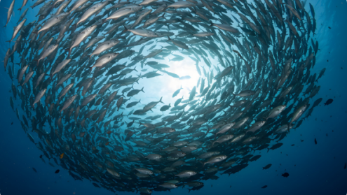 Who controls the science of the high seas? 