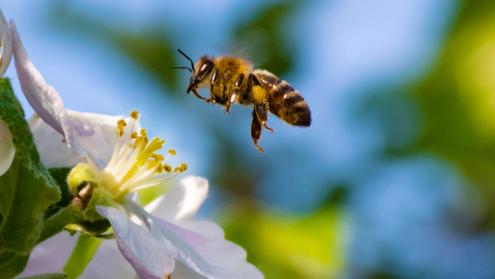 Cover image of Navigating around a bee's point of view