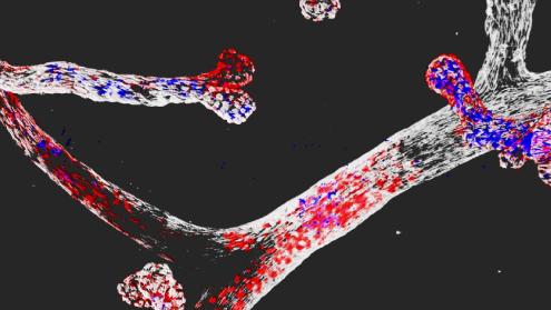 Cover image of Les mécanismes contrôlant l’identité cellulaire des cellules souches identifiés