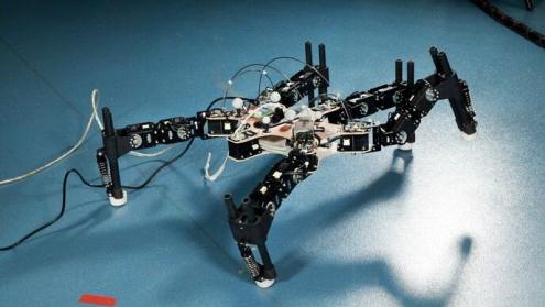 Cover image of Taking inspiration from the animal world to lay the groundwork for more resilient and adaptive robots