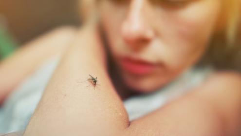 Cover image of Unlocking the secrets of the mosquito’s antiviral immune response