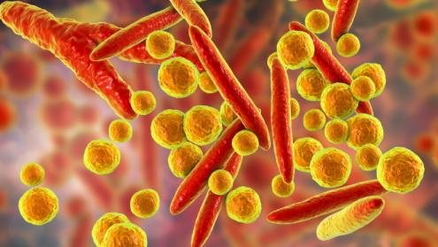 Cover image of Engineered bacteria hold out promise as vaccination ‘chassis