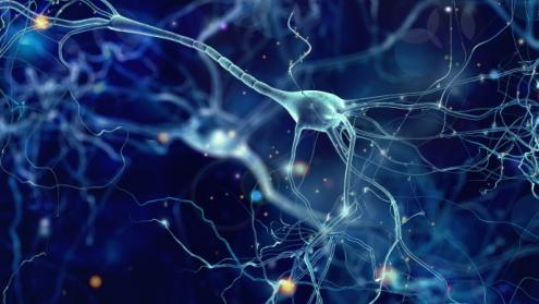 Cover image of 3D imaging technology opens new window to the brain