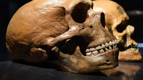Cover image of Speeding up the process of dating ancient bones