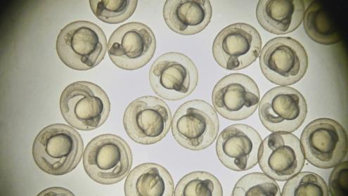 Cover image of A zebrafish tracker to aid drug development
