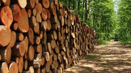Cover image of A sustainable method for producing amines from agricultural and forestry waste