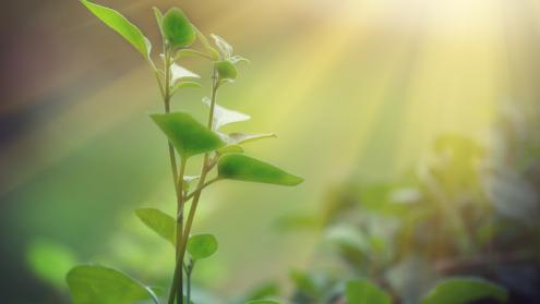 Cover image of Hybrid photocatalysts transform CO2 into environmentally friendly solar fuels